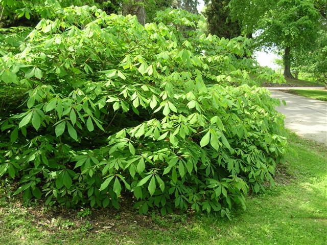 Bottlebrush Buckeye bush